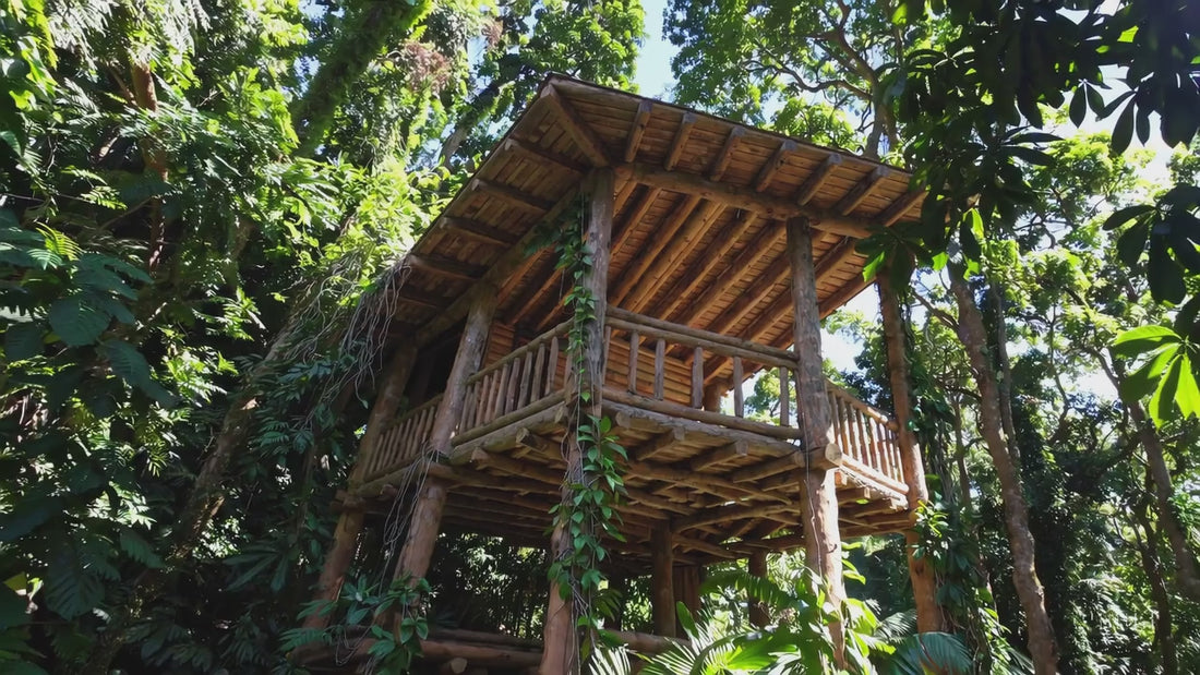 Welcome to the Treehouse